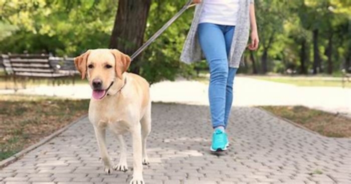 Is too much walking bad for a dog?