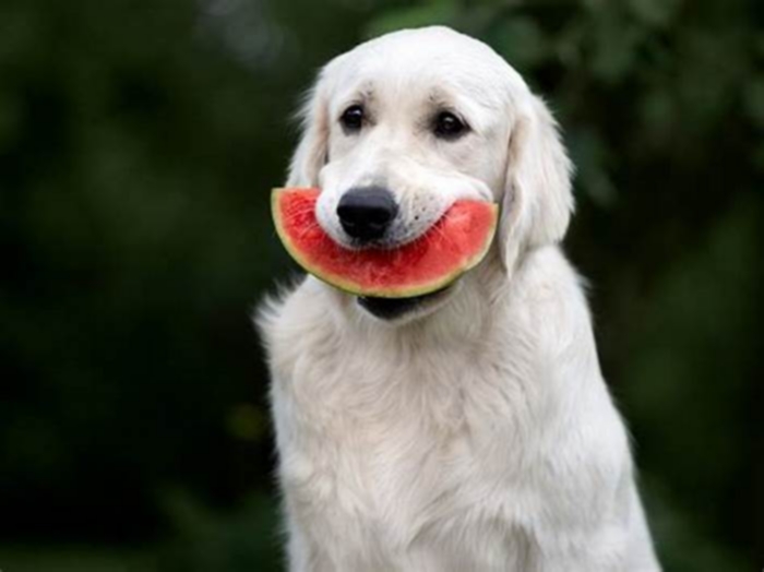 Is watermelon good for dogs?