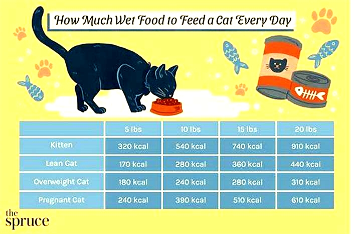 Is wet food better for overweight cats