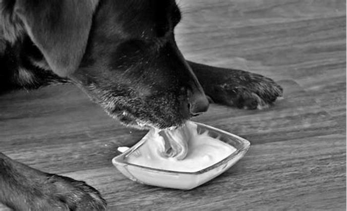 Is yogurt good for a dog