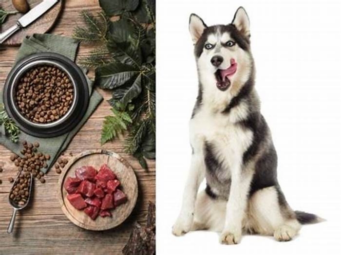 Should Huskies eat once or twice a day?