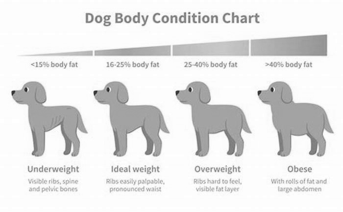 Should I feed my overweight dog once a day?