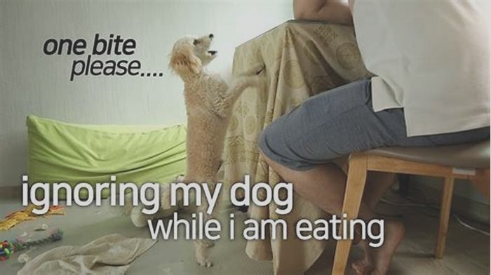 Should I ignore my dog when I m eating