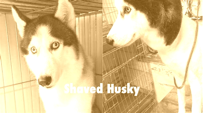 Should I shave my Husky in summer