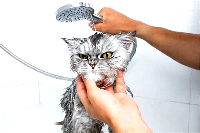 Should I shower after petting a stray cat?