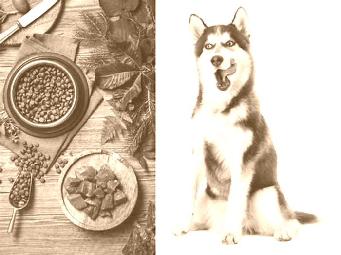 Should huskies eat once a day?