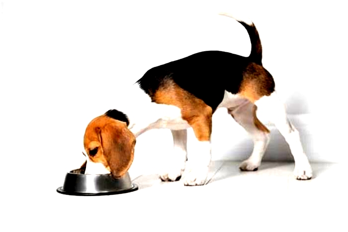 Should my Beagle eat once or twice a day?