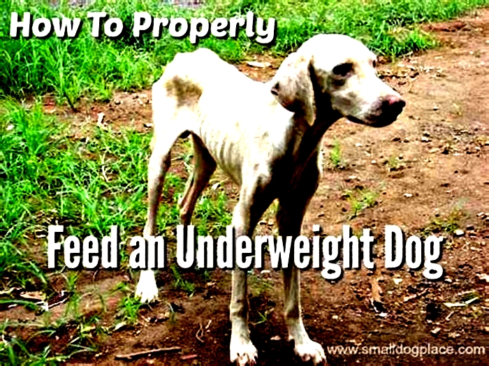 Should you feed an underweight dog more