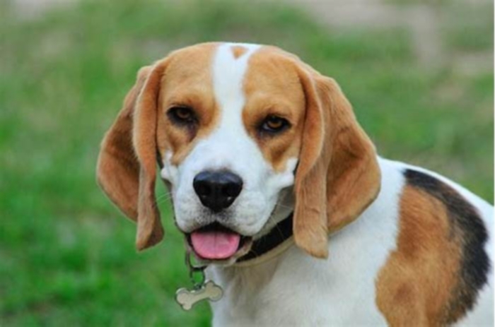 Should you look a Beagle in the eyes?