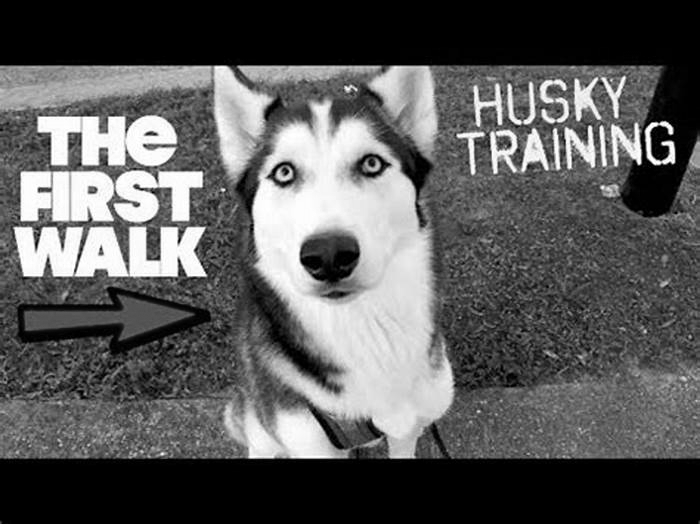 Should you walk a Husky everyday?