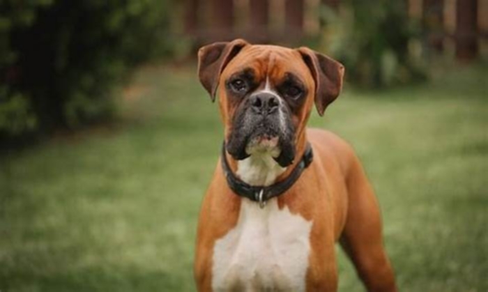 What age do Boxer dogs slow down