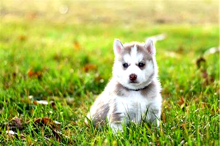 What age do huskies calm down