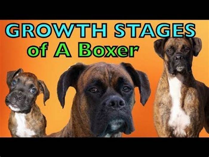 What age is a Boxer full grown?