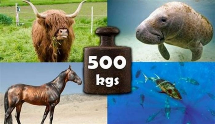 What animal weighs 500kg