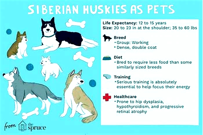 What are Huskies' weaknesses?