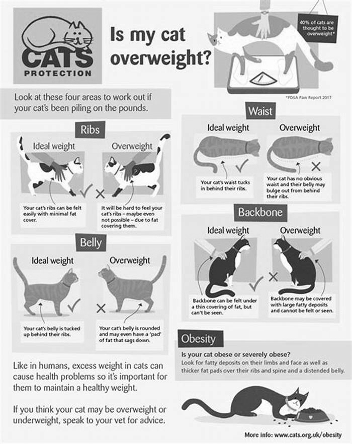 What are risk factors for obesity in cats