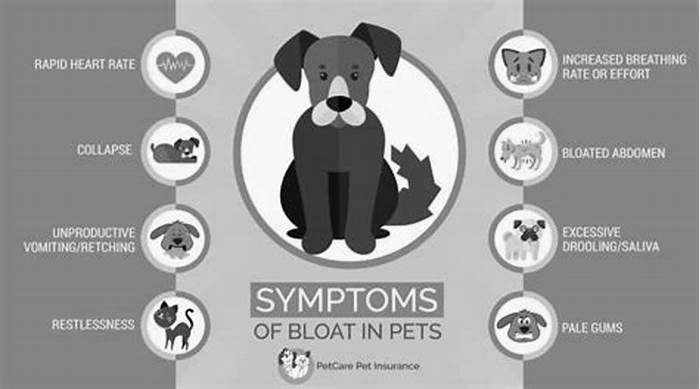 What are signs of bloat in dogs