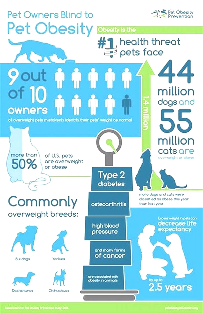 What are the facts about pet obesity?