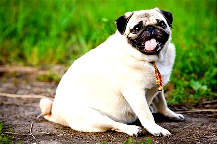 What are the health problems with obese pets?