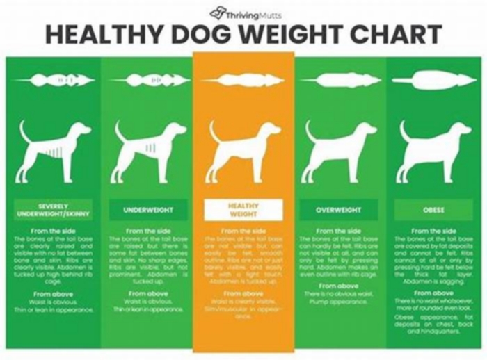 What are the healthiest fats for dogs?