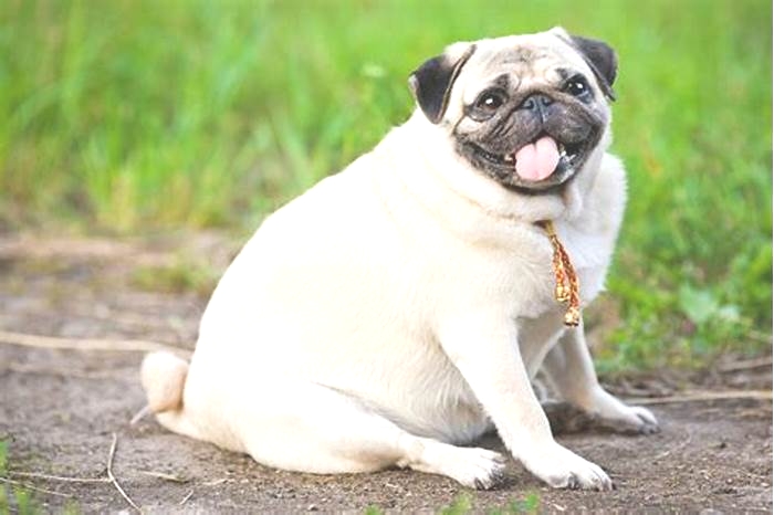 What are the symptoms of obesity in animals