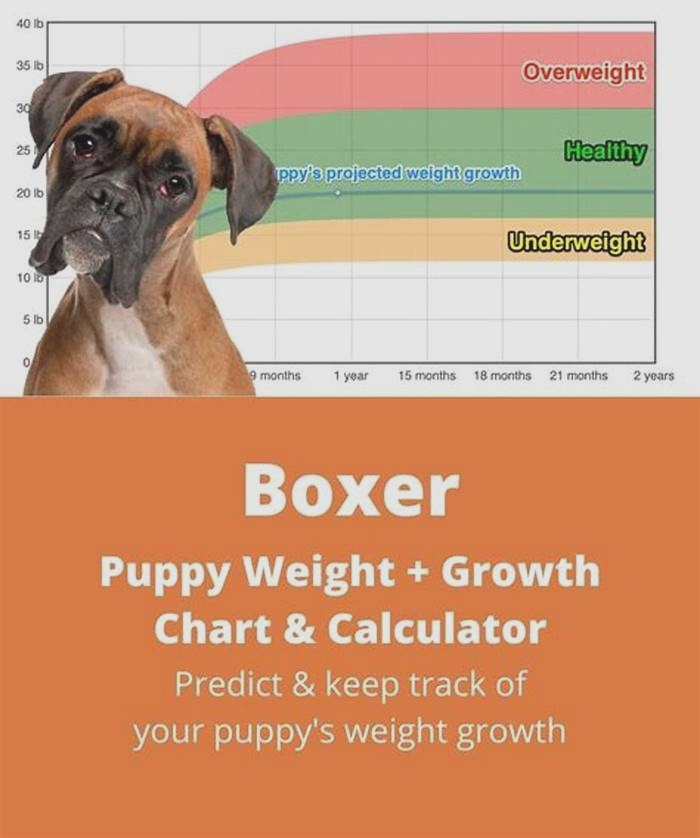 What can I give my Boxer to gain weight