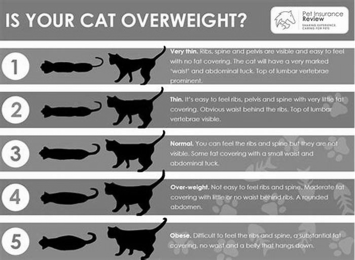 What causes obesity in cats?