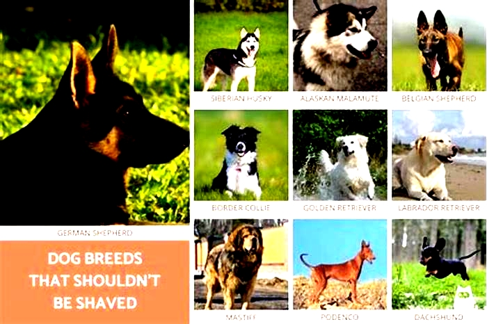 What dog breeds should not be shaved