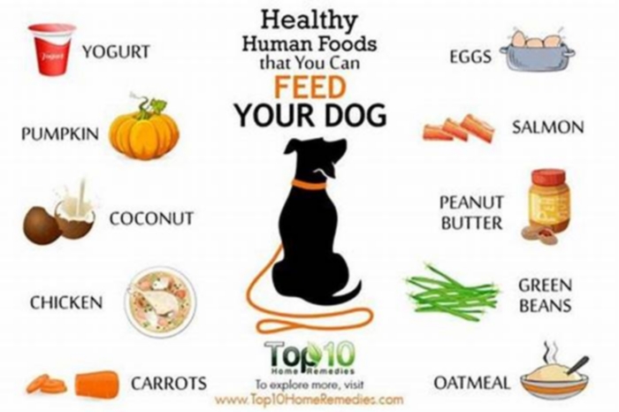 What food to feed a skinny dog?