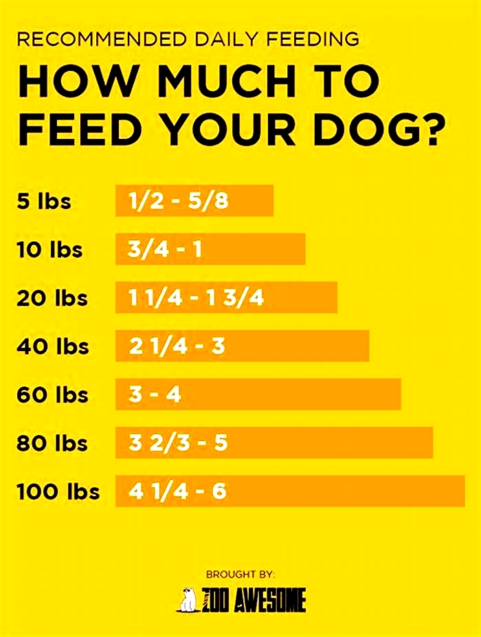 What foods fatten up dogs?