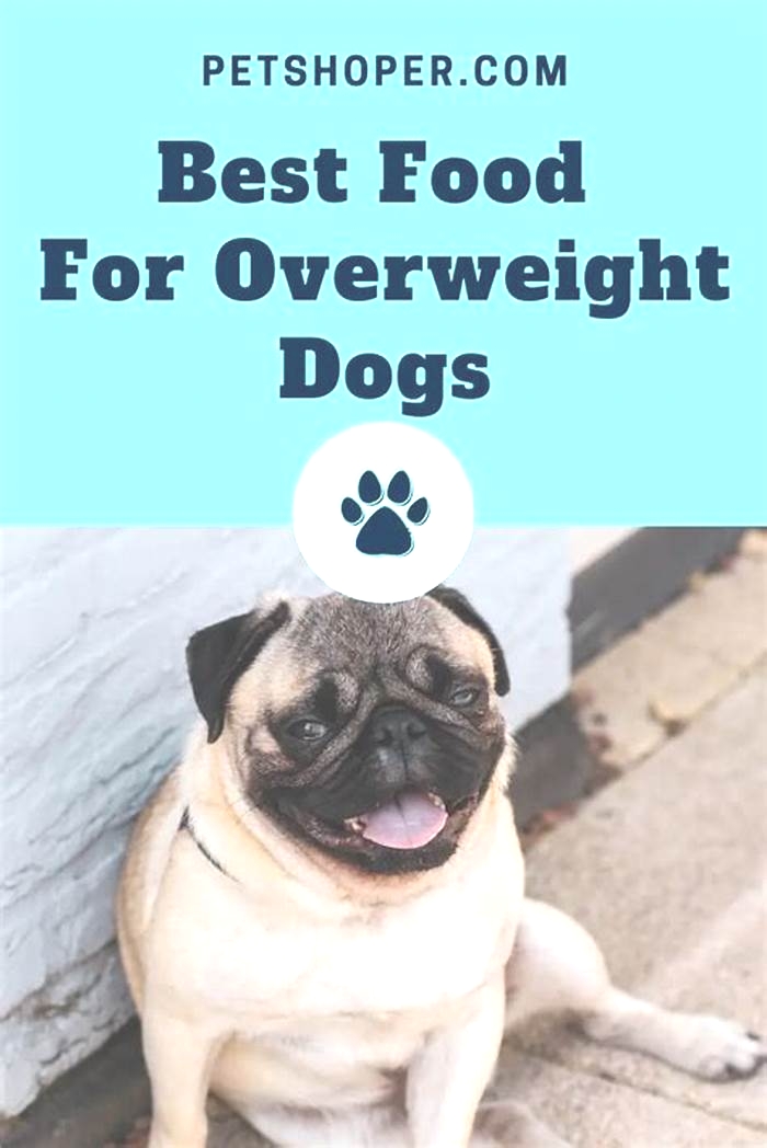 What foods make dogs overweight?