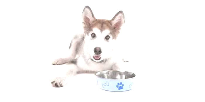 What foods should Huskies avoid?