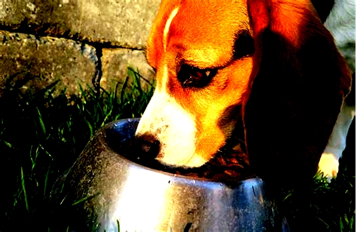 What foods should be avoided for Beagles