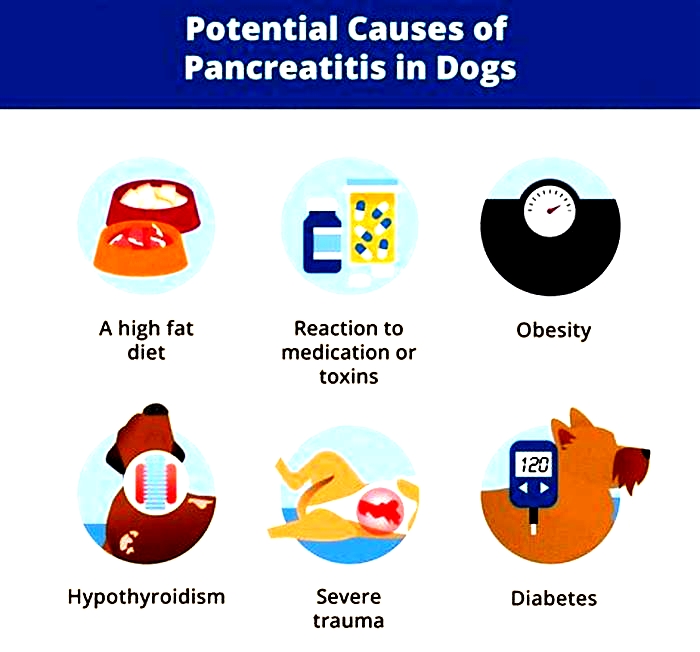 What foods trigger pancreatitis in dogs?