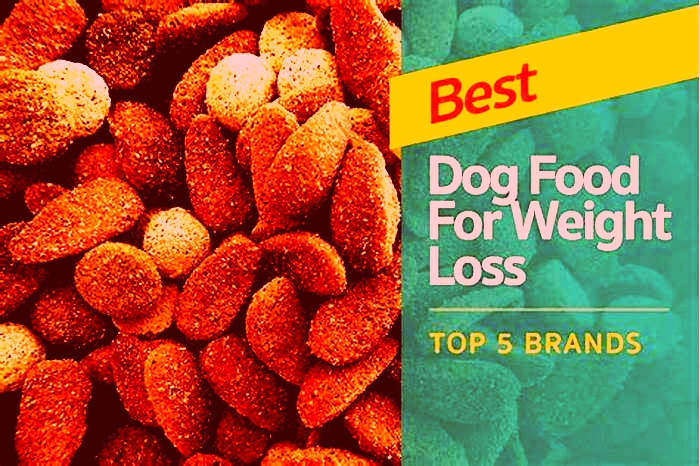 What foods will help a dog lose weight?