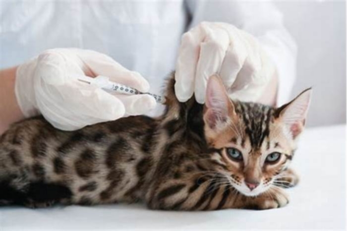 What happens if I don't vaccinate my indoor cat?