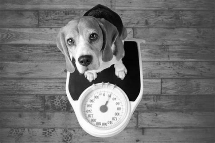 What happens if a dog has too much fat?