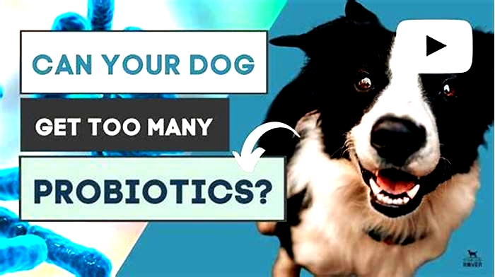 What happens if a dog has too much probiotics?