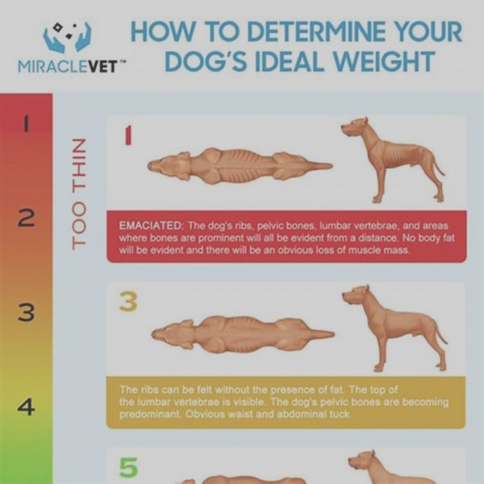 What happens if a dog is too skinny?