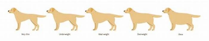 What happens if dog is overweight