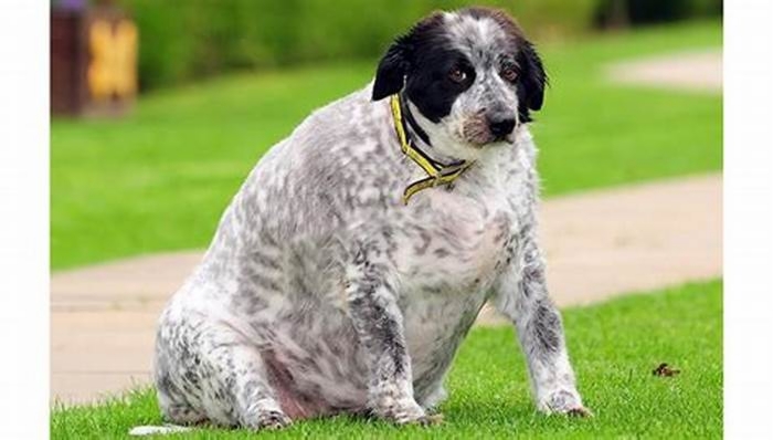 What happens if dogs don't get enough fat?