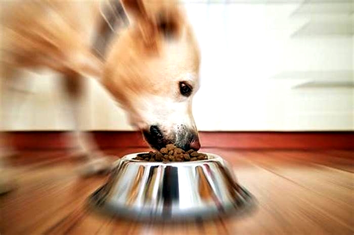 What happens when a dog is really hungry?