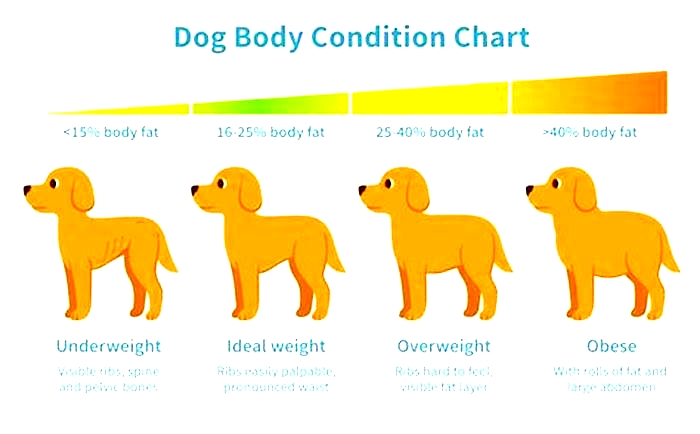 What if the vet says my dog is overweight