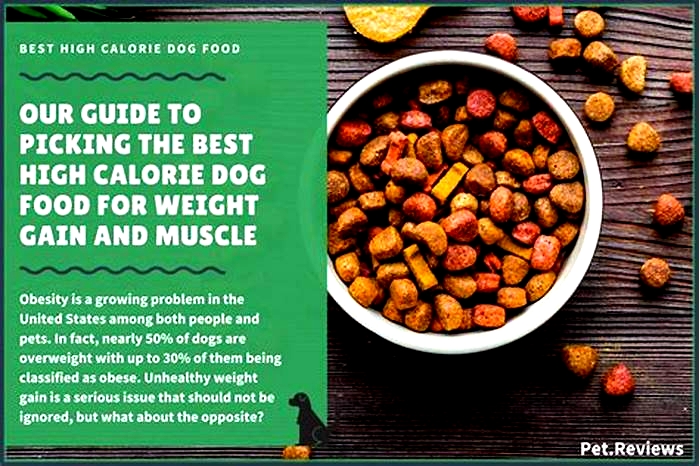 What ingredient in dog food causes weight gain?