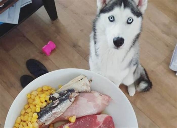 What is a Siberian husky's favorite food?