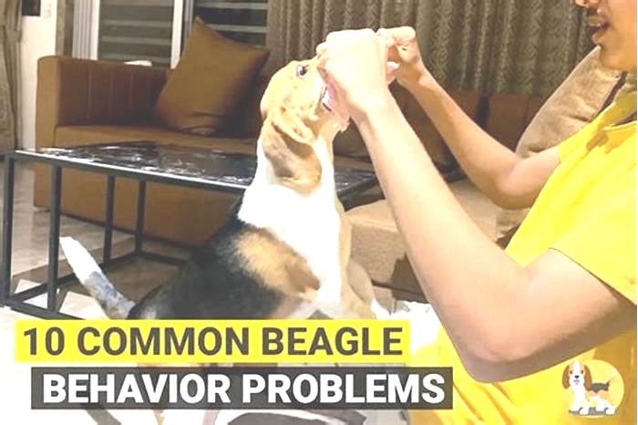 What is a bad Beagle behavior