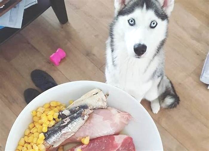 What is a husky's favorite food?