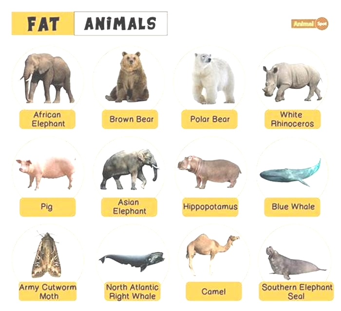 What is animal fat called?