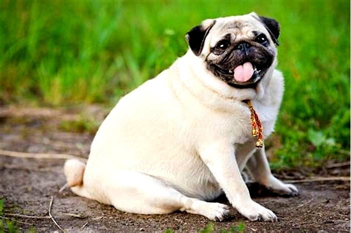 What is considered obese for a dog?