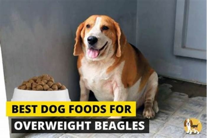 What is the best food for an overweight beagle